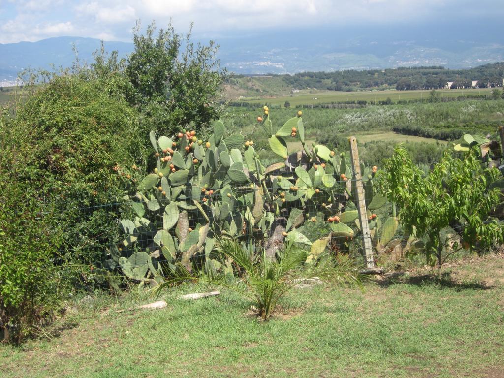 B&B Vaiana Maida Bagian luar foto